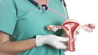 تشريح الجهاز التناسلي الأنثوي  Female reproductive system [upl. by Kolva914]