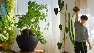 Unique Houseplants for any Collection  favorite plants August 2022 [upl. by Alleciram]