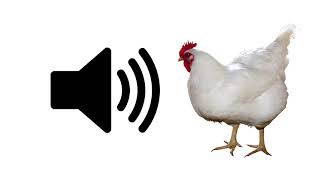 Chicken  Sound Effect  ProSounds [upl. by Ardnuahc]