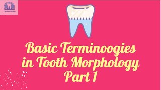 Basic Terminologies in Dental Anatomy [upl. by Ornstead]