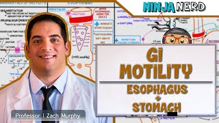 Gastrointestinal  GI Motility of the Esophagus amp Stomach [upl. by Maffei898]