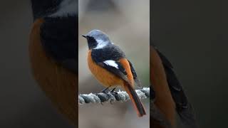 Daurian Redstart birds nature birdslover colorfulbirds coresdanatureza shorts short natureza [upl. by Grail411]