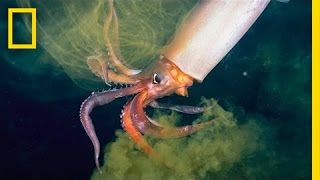 The Amazing Squid  Nat Geo Live [upl. by Intruoc]