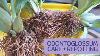 HOW TO GROW AND REPOT ODONTOGLOSSUM BASIC CARE TIPS ODONTOGLOSSUM [upl. by Ariamoy]