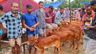 আজ ৩ নভেম্বর 2024 ১৩ হাজারে সবচেয়ে ছোট্ট ছোট্ট ষাঁড় ও বকনা বাছুর গরু । আমবাড়ী হাটে । দিনাজপুর [upl. by Colinson]