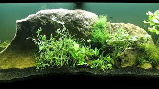 Identified and Unidentified Aquatic Plants to CO2Injected 75Gallon Tank 42924 [upl. by Attener]