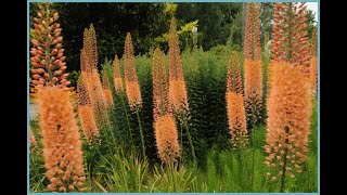 Эремурус Eremurus Эукомис Eucomis Garden flowers230 Декоративные растения [upl. by Odnam]