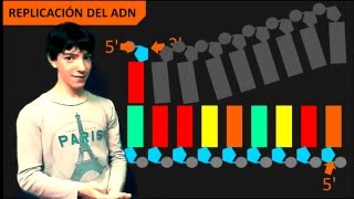 Replicación del ADN  Introducción [upl. by Oiril]