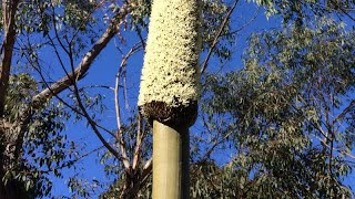 Xanthorrhoea species Gulgadya Cadigal Grass Tree [upl. by Jimmie699]