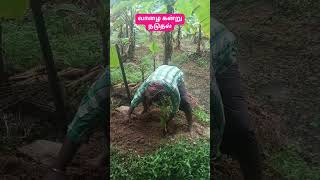 வாழைக்கன்று நடுதல் முனைவர் முத்துகிருஷ்ணன் music agriculture vedaranyam kanniyakumari [upl. by Annaed]