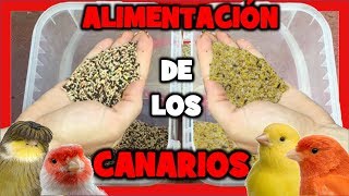 COMIDA para CANARIOS 🐤 TRUCOS ALIMENTACION de CANARIOS para la CRIA de CANARIOS  MIXTURA CANARIOS [upl. by Loresz]