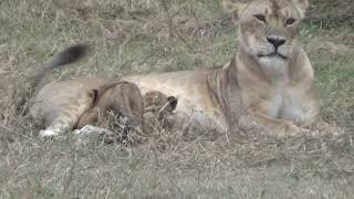 Rongai pride lionesses and Olonkera [upl. by Teews]