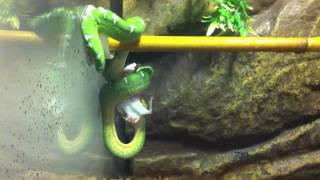 Emerald Tree Boa Eating Mouse [upl. by Matthieu]