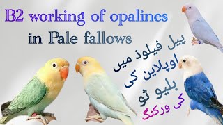 Blue 2 working of opalines in pale fallow lovebirds  lovebird breeding setup  lovebird breeding [upl. by Dorrahs]