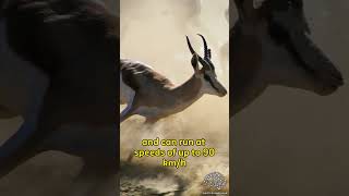 Springboks  FASTER Top Speed Than LIONS [upl. by Gambell]