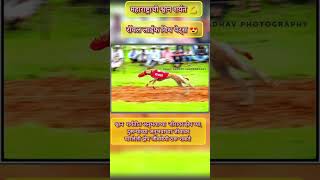 Greyhound Sprint  अनुभवाच्या जीवावर शर्यत क्षेत्र  Dog Race   Greyhound Racing  श्वान शर्यत 💪😍 [upl. by Ruel]