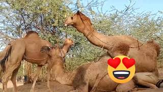 Camels Enjoying in Rajistan  Very Interest Video of Animals World  Desert [upl. by Asilehs]