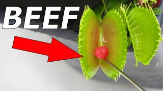 Top 10 Venus Flytraps  Compilation [upl. by Namra]