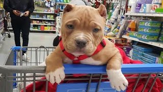 Funniest amp Cutest Pitbull Puppies 2  Funny Puppy Videos 2020 [upl. by Walden863]