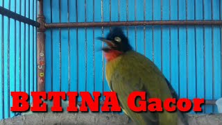 Kutilang Emas Betina Gacor Blackcrested Bulbul call and song [upl. by Idnaj]