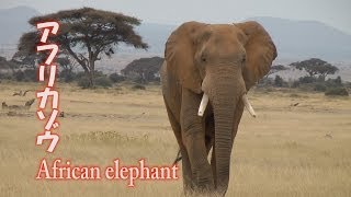 アフリカゾウ African elephant アフリカ ケニア サファリ [upl. by Julienne17]