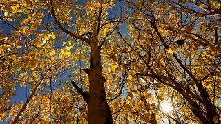 Aspen Leaves Changing Along Peak to Peak Highway [upl. by Refinnaj]