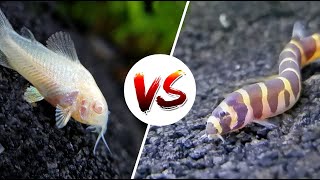 Cory Catfish vs Loaches – Which is Better [upl. by Henryson]