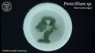 Penicillium sp growing on plain nonfat Greek yogurt [upl. by Kariv]