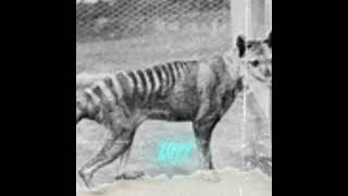 Tasmanian tiger dontcopyrightme [upl. by Ramled971]