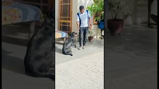 Bruno Basic training labrador dogtraining doglife cutedog youtube dogloverschannel subscribe [upl. by Neirod]