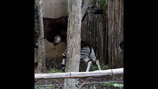 Baby Okapi explores new habitat at San Antonio Zoo [upl. by Horatius]