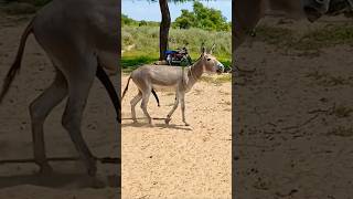 dangerous donkey voice🫏🫏 viralyoutube donkeymy villge [upl. by Laure894]