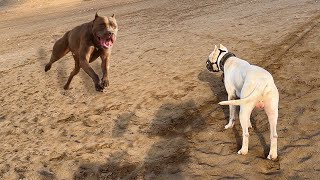 Pitbull VS Dogo Argentino  Dogo Argentino VS Pitbull  ENIK [upl. by Lisbeth]