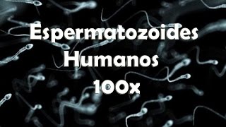 Espermatozoides Humanos 100x [upl. by Haceber]