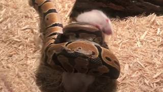 Ball Python amp Dwarf Caiman Live Feeding [upl. by Bowra]