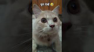 Baigan 🍆 ytshorts trendingshorts shortsfeed viralshorts cats funnycatvideos billa memes fyp [upl. by Sral716]