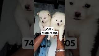 Spitz puppies for Sale in delhi ncr bollywood song love viralvideo ytshorts puppies [upl. by Zeni]