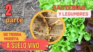 2 DE TIERRA MUERTA A SUELO VIVO con permacultura ¿como tomar fertilizante del Aire [upl. by Nylarak]