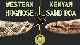 Western Hognose vs Kenyan Sand Boa  Head To Head [upl. by Truitt]