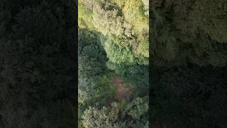 Green Hell Carpathians Romania One month ago… greenhell carpathians romania droneshots [upl. by Yekcin]