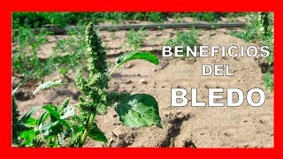 Beneficios y propiedades del BLEDO Amaranthus retroflexus [upl. by Tnahsin]