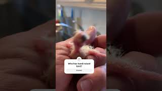 MR Squawkers the cockatiel parrot cockatoos bird 2toos cutebabybirds shorts petsofyoutube [upl. by Nosliw]