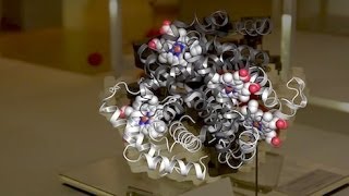 Chromosome 22  Myoglobin a brief history of structural biology [upl. by Nyvlem]