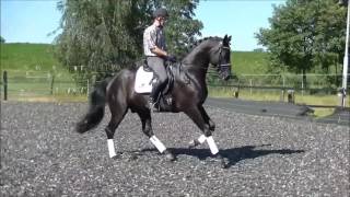 St Moritz JuniorWolkenstein II stallion  2011 for sale [upl. by Canada]