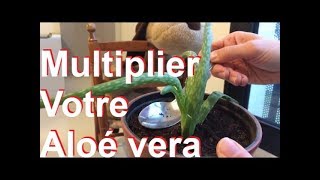 Diviser laloé vera bio planté en pot Multiplication rempotage rejeton  racinesPlantation culture [upl. by Dnumde]