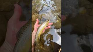 Pesca a mosca rilascio bella trota fario Fly fishing nice brown trout release outdoors trout [upl. by Nahgem]