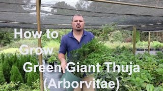 How to grow Green Giant Thuja Arborvitae with detailed description [upl. by Eislehc317]