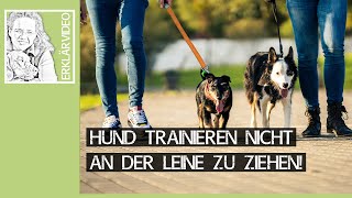 Leinenführigkeit üben ➡️ Hund trainieren nicht an der Leine zu ziehen Praxisvideo 🐩🐶✔️ [upl. by Anuahsal568]