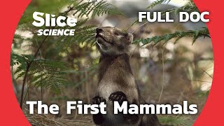 Chinese Fossils Reveal the Evolution of Mammals  SLICE SCIENCE  FULL DOCUMENTARY [upl. by Suivatna204]