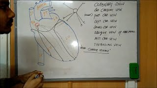 VENOUS DRAINAGE OF THE HEART  CARDIAC VEINS [upl. by Arihsat575]